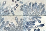 Entoloma bloxamii image