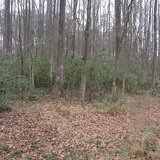 Phellinus gilvus image