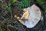 Hypomyces lateritius image