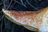 Hypomyces lateritius image