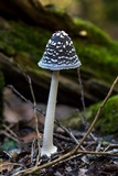 Coprinopsis picacea image