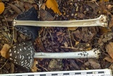 Coprinopsis picacea image