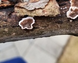 Peniophora albobadia image