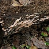 Merulius tremellosus image