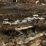 Merulius tremellosus image