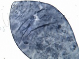 Volvariella murinella image