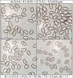 Volvariella murinella image