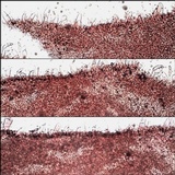 Volvariella murinella image