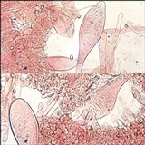 Volvariella murinella image