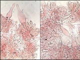 Volvariella murinella image