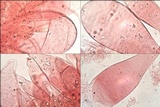 Volvariella murinella image
