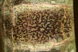 Trypethelium virens image