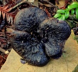 Sarcodon fuscoindicus image