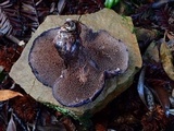 Sarcodon fuscoindicus image