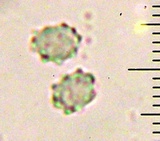 Sarcodon fuscoindicus image