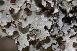 Platismatia tuckermanii image