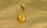 Callistosporium luteo-olivaceum image