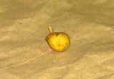Callistosporium luteo-olivaceum image