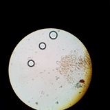 Inocephalus cystomarginatus image