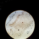 Inocephalus cystomarginatus image