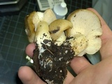 Lyophyllum decastes image