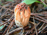 Colus hirudinosus image