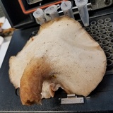 Polyporus tuberaster image