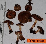 Pholiota highlandensis image