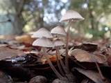 Mycetinis copelandii image