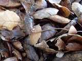 Mycena californiensis image
