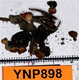 Geopyxis carbonaria image
