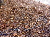 Tricholoma dryophilum image