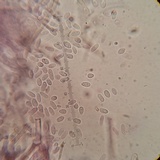 Punctularia atropurpurascens image