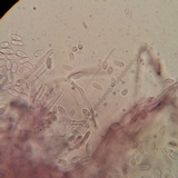 Punctularia atropurpurascens image