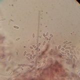 Punctularia atropurpurascens image