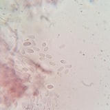 Punctularia atropurpurascens image