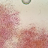 Punctularia atropurpurascens image