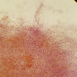 Punctularia atropurpurascens image
