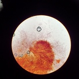 Punctularia atropurpurascens image
