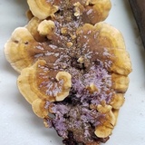 Punctularia atropurpurascens image