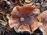 Tricholoma dryophilum image