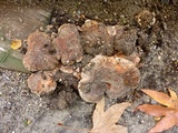 Tricholoma dryophilum image