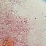 Punctularia atropurpurascens image