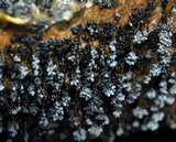 Badhamia utricularis image