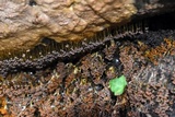 Badhamia utricularis image