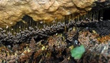 Badhamia utricularis image