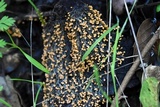 Badhamia utricularis image