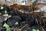 Badhamia utricularis image