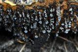 Badhamia utricularis image