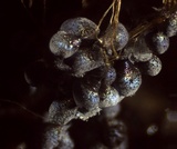 Badhamia utricularis image